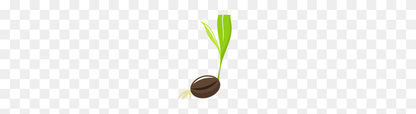 228x171 Seed Png Clipart - Seed PNG