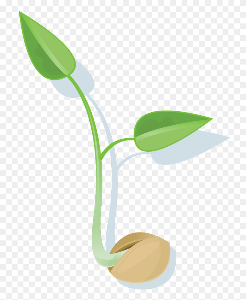 829x1024 Seed Png Transparent Images - Seeds PNG