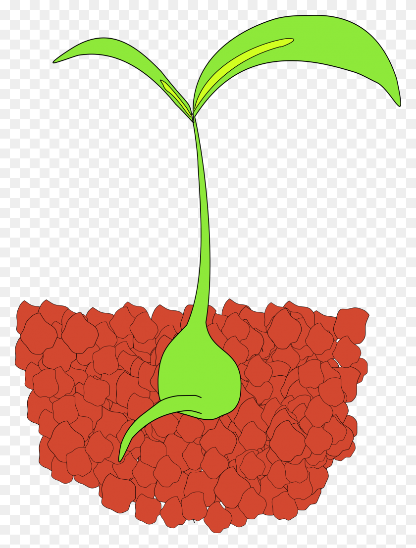 1787x2400 Seedling Icons Png - Seedling PNG