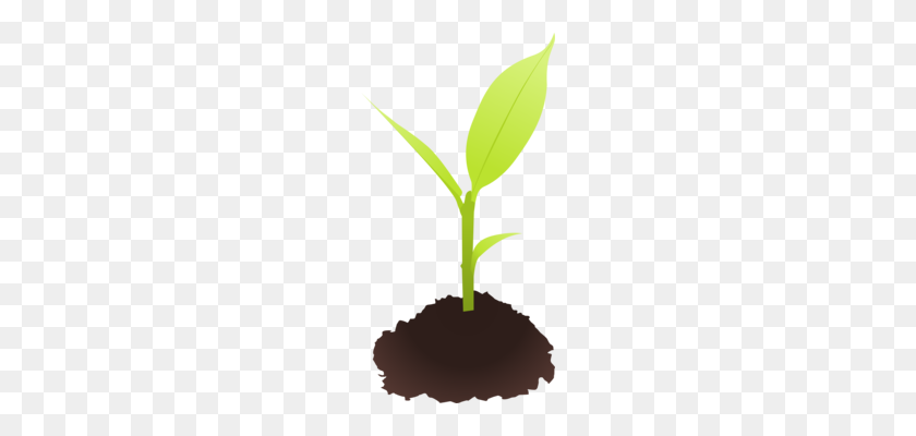178x340 Seedling Sowing Soil Sprouting - Seedling PNG