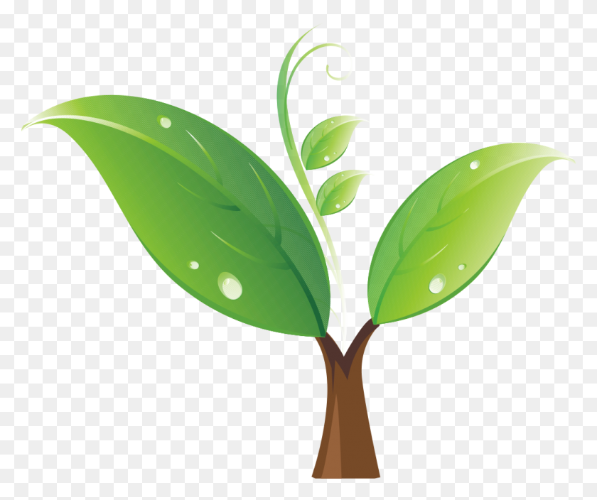 1036x856 Seedling Tree Clip Art - Free Eucalyptus Clipart