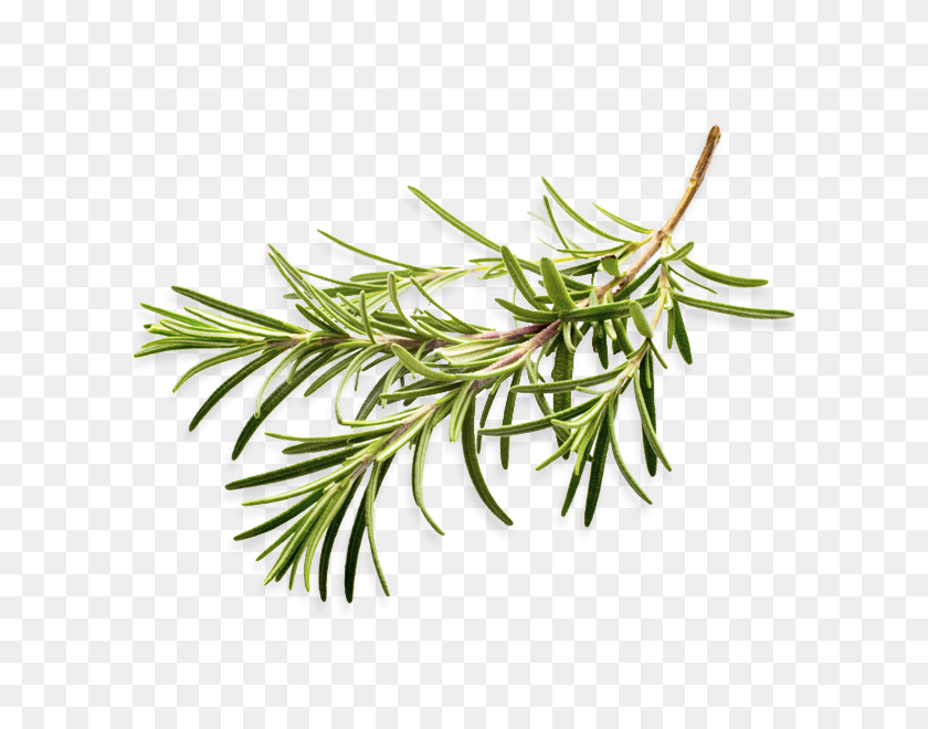 600x600 Seeds - Rosemary PNG