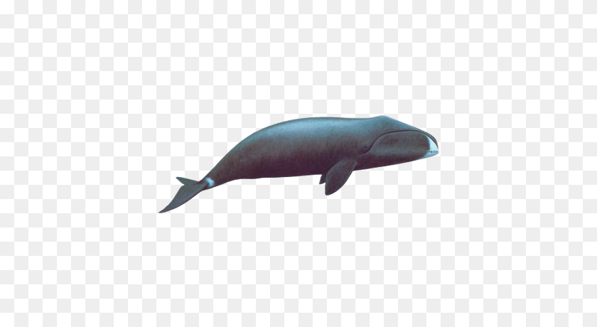 400x400 Sei Whale Transparent Png - Blue Whale PNG