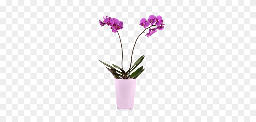 340x340 Send Orchids Online - PNG Orchids