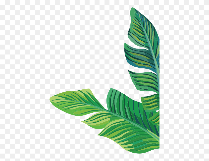 Abaca Leaf - Banana Leaf PNG – Stunning free transparent png clipart ...