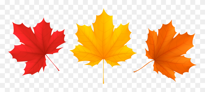 8000x3256 Set Fall Leaves Png Clip Art - Yellow Leaf Clipart