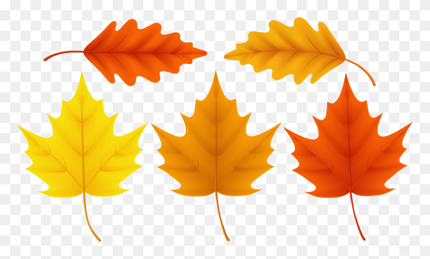 8000x4579 Set Fall Leaves Png Clip Art - Fall Leaves PNG
