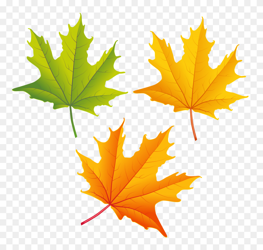 6312x5975 Set Of Autumn Leaves Png Clipart - PNG Leaf