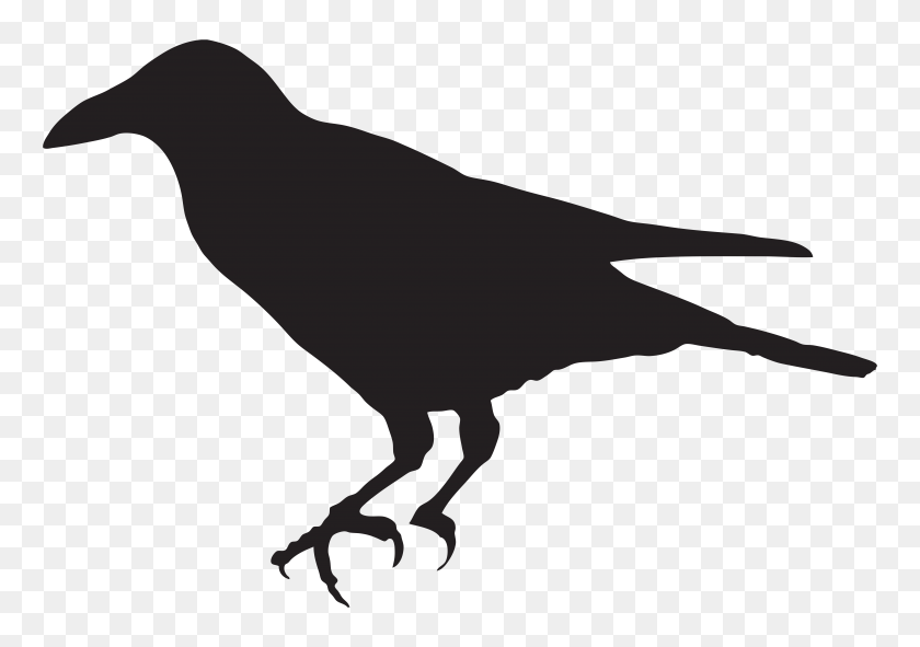8000x5453 Sewing Crow Silhouette, Art Images - Crow Clipart