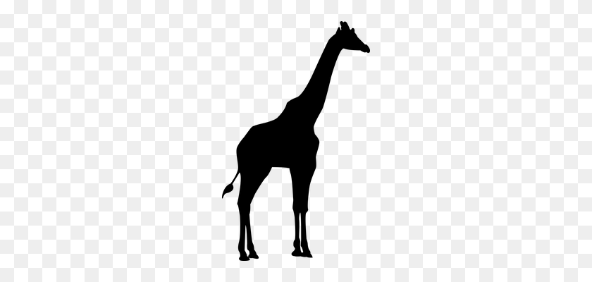 210x340 Shadow Clipart Giraffe - Giraffe Clipart Outline