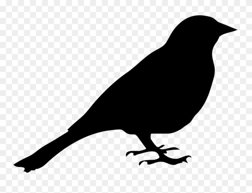 1325x992 Shadow Clipart Parrot - Parrot Clipart Black And White