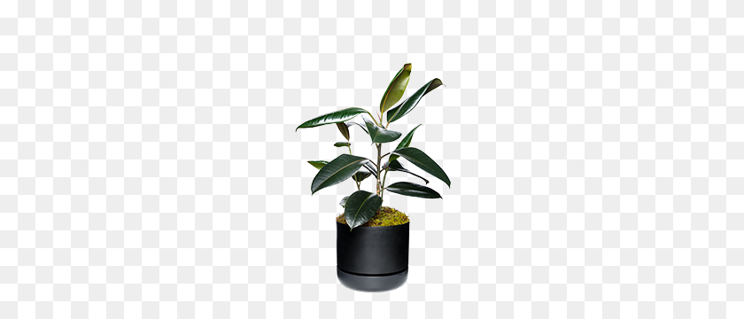 260x300 Sharehouse Heroes - Hanging Plant PNG