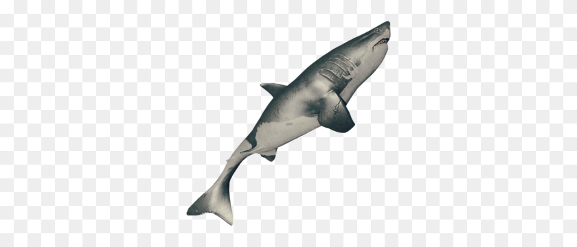 300x300 Shark - Dead Fish PNG