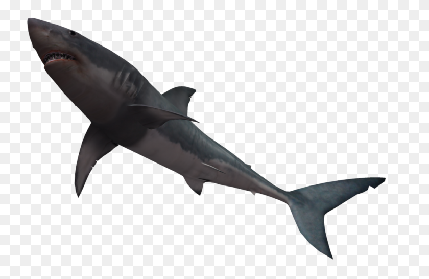 1024x639 Shark Black And White Mako Shark Clipart Black And White Pencil - Shark Black And White Clipart