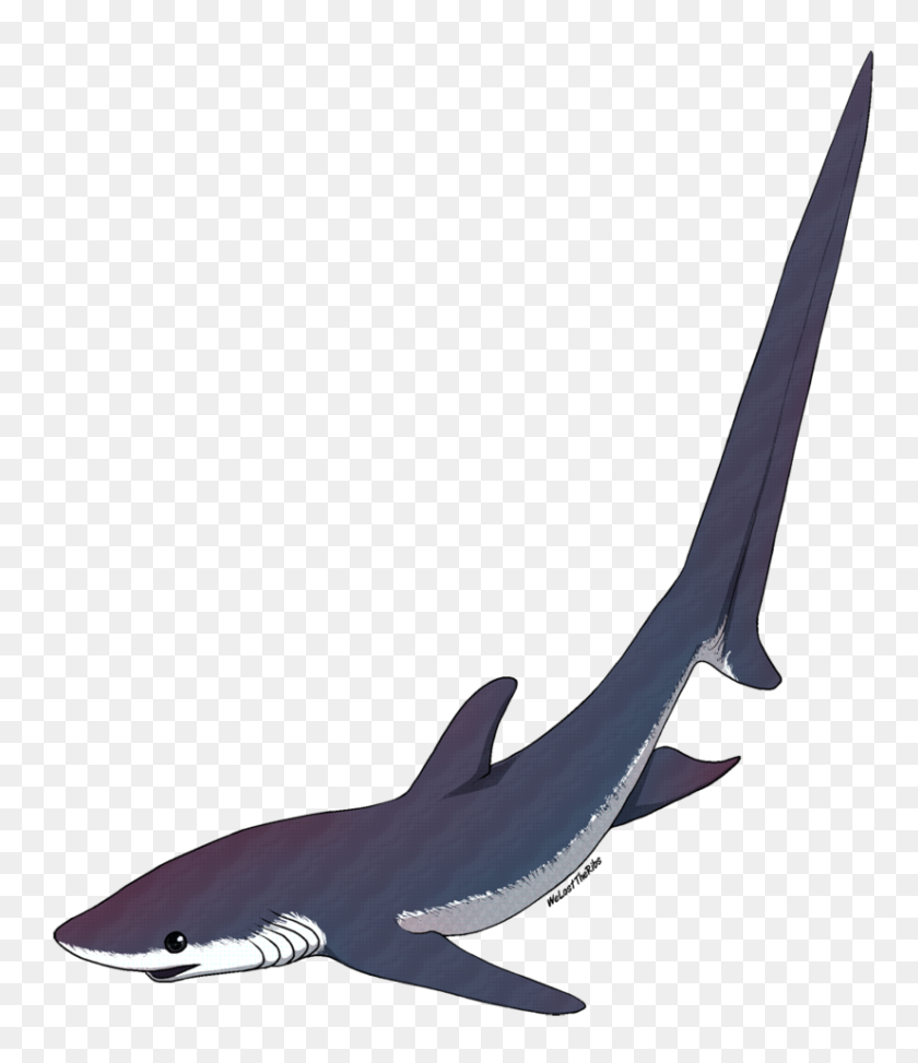 826x967 Shark Clipart Watercolor - Shark Images Clipart