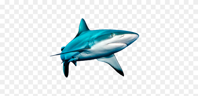 500x349 Buceo Con Tiburones Australia Liveaboard - Gran Tiburón Blanco Png
