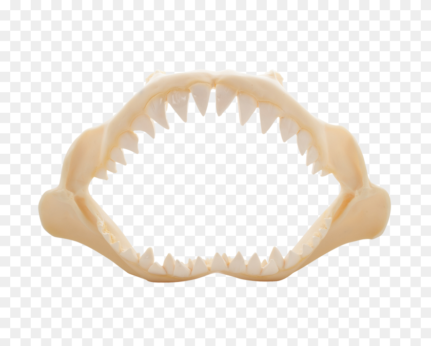 1395x1100 Shark Jaw Artificial - Jaws PNG