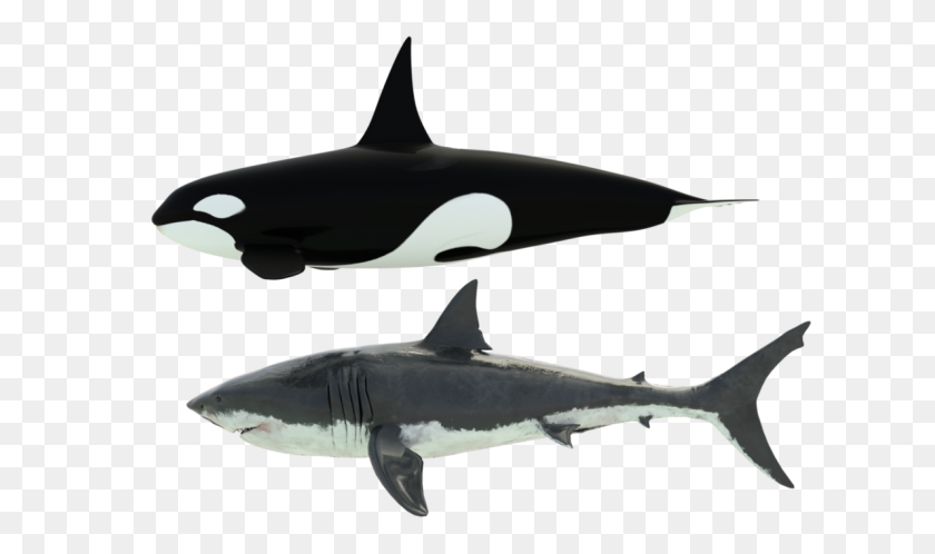 1191x670 Tiburón Orca Tamaño De Referencia - Orca Png