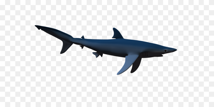 577x360 Shark Png - Shark PNG
