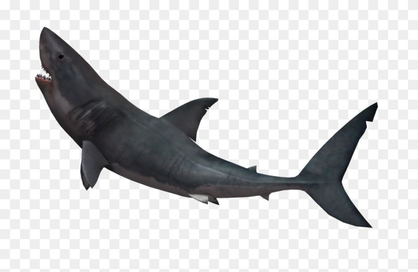 1024x639 Shark Png - Shark PNG