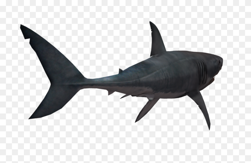 Shark Png Images Transparent Free Download - Shark PNG