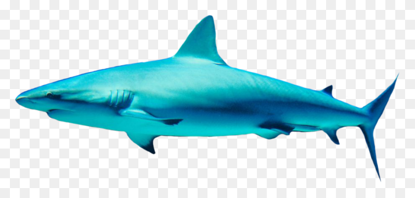 900x393 Shark Png Transparent Images - Shark Fin PNG