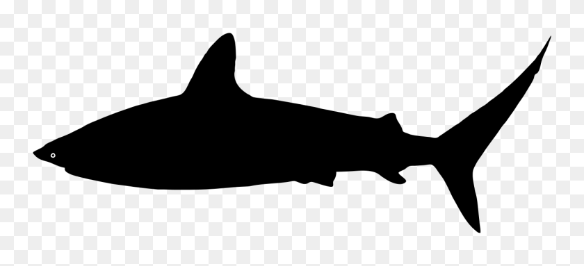1341x557 Shark Silhouette - Shark PNG
