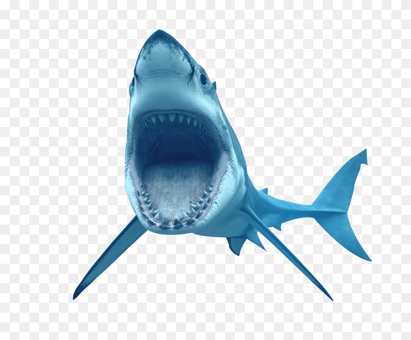 2357x1923 Shark Transparent Png Pictures - Shark Attack Clipart