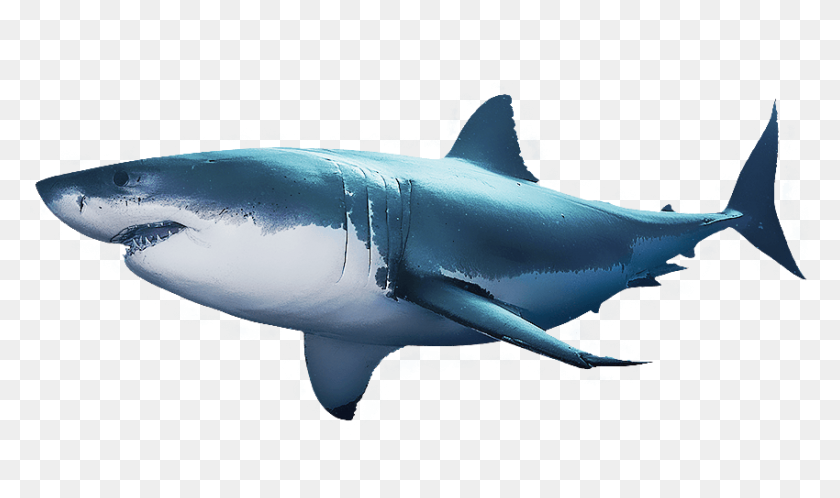 850x478 Shark Week News Articles Atampt - Shark Fin PNG