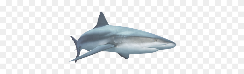 398x196 Sharks Png Clipart Web Icons Png - Shark Fin PNG