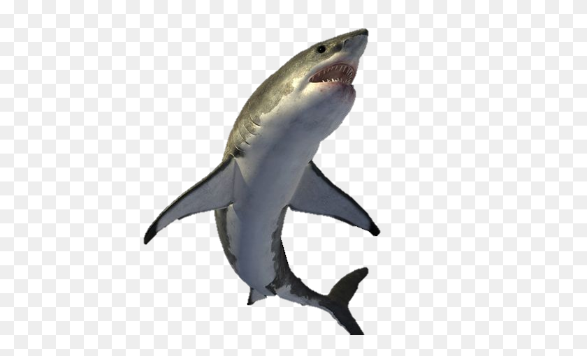 600x450 Sharks Png Images Free Download, Shark Png - Great White Shark PNG