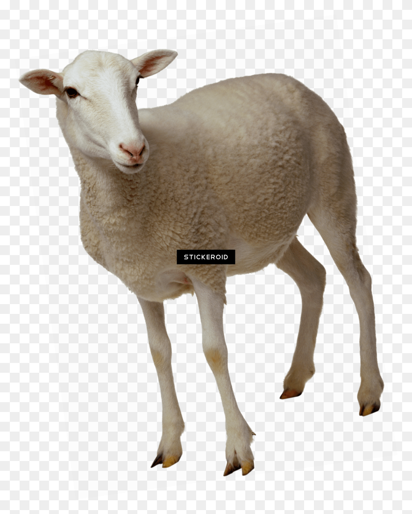 2360x2992 Sheep Looking - Goat Emoji PNG