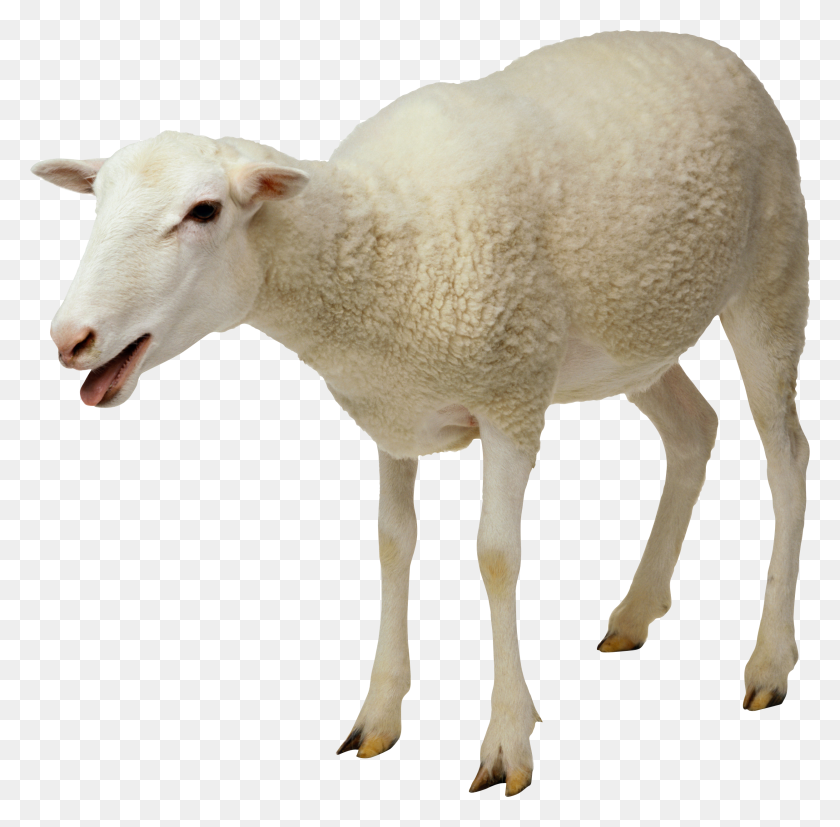 2497x2458 Sheep Png Image, Free Download - Sheep PNG