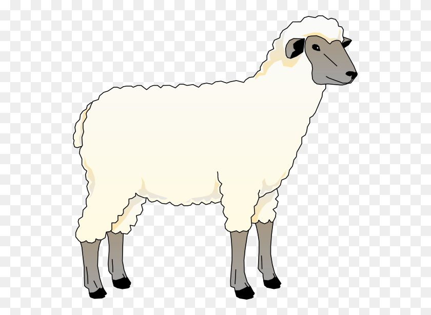 555x554 Sheep Vector Coloring Clipart, Vector Clip Art Online, Royalty - Lamb Clipart Free