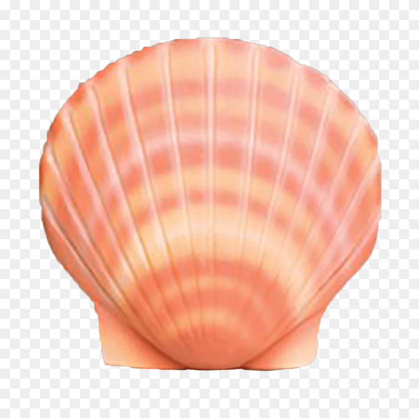 1000x1000 Shell - Shell PNG