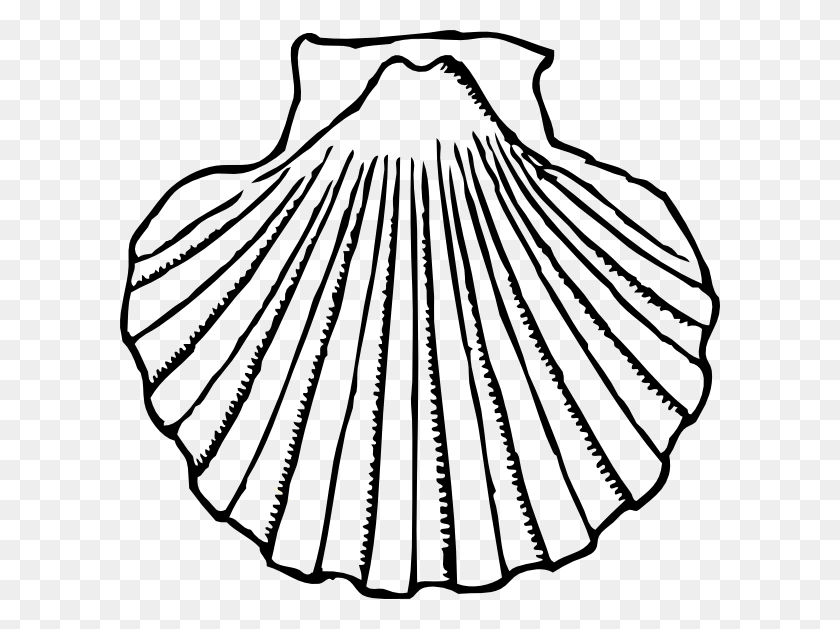 600x569 Shell Cliparts - Clam Shell PNG