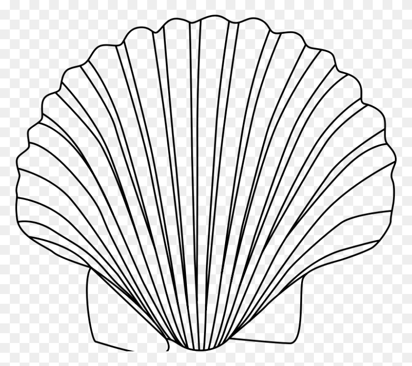 800x705 Shell Free Download Png Vector - Clam Shell PNG
