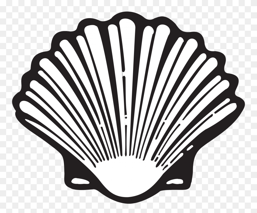 3072x2500 Shell Png Png Image - Conch Shell PNG
