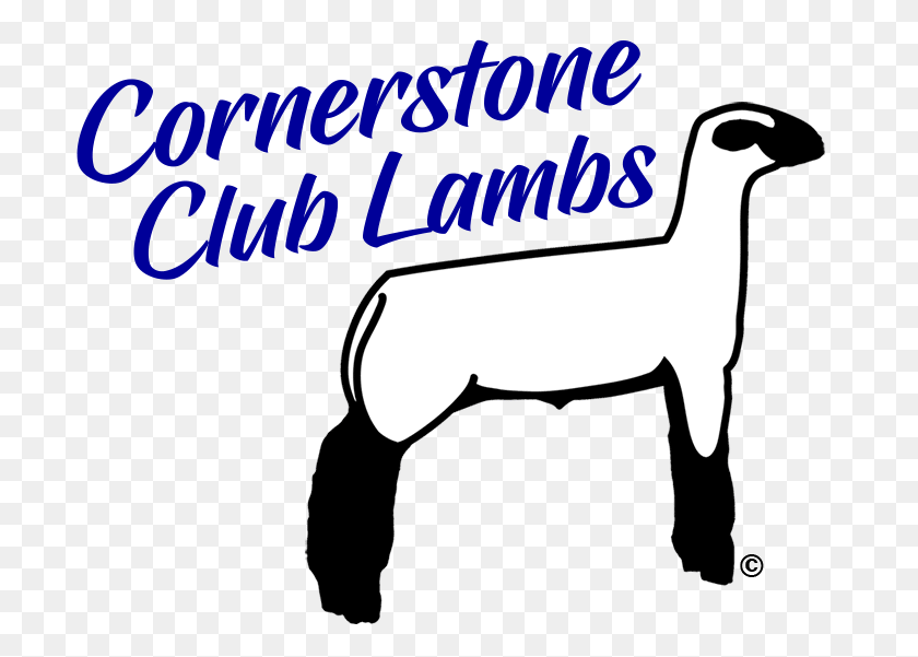 736x541 Mostrar Corderos Ovejas En Venta Cornerstone Club Lambs, Virginia - Royal Flush Clipart