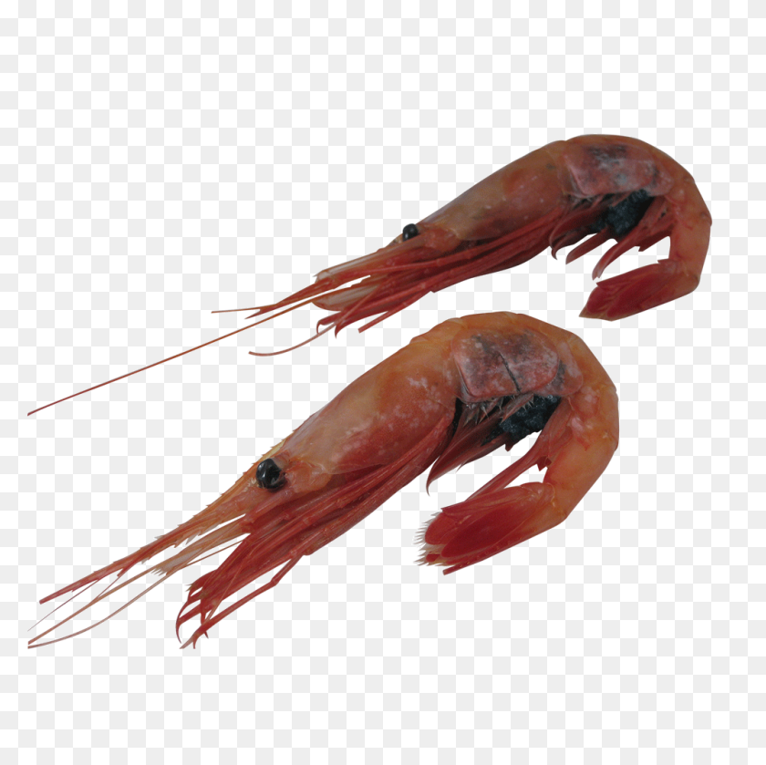 1000x1000 Shrimp Food Business - Shrimp PNG