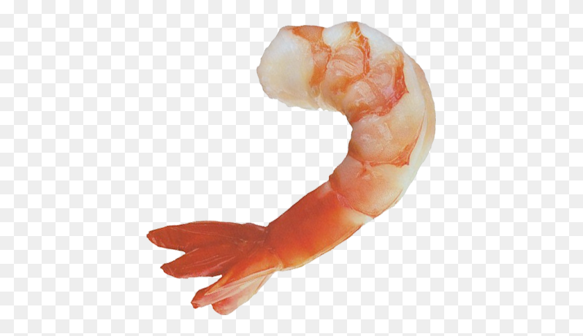 417x424 Shrimps Png Images Clipart Free Download - Shrimp PNG
