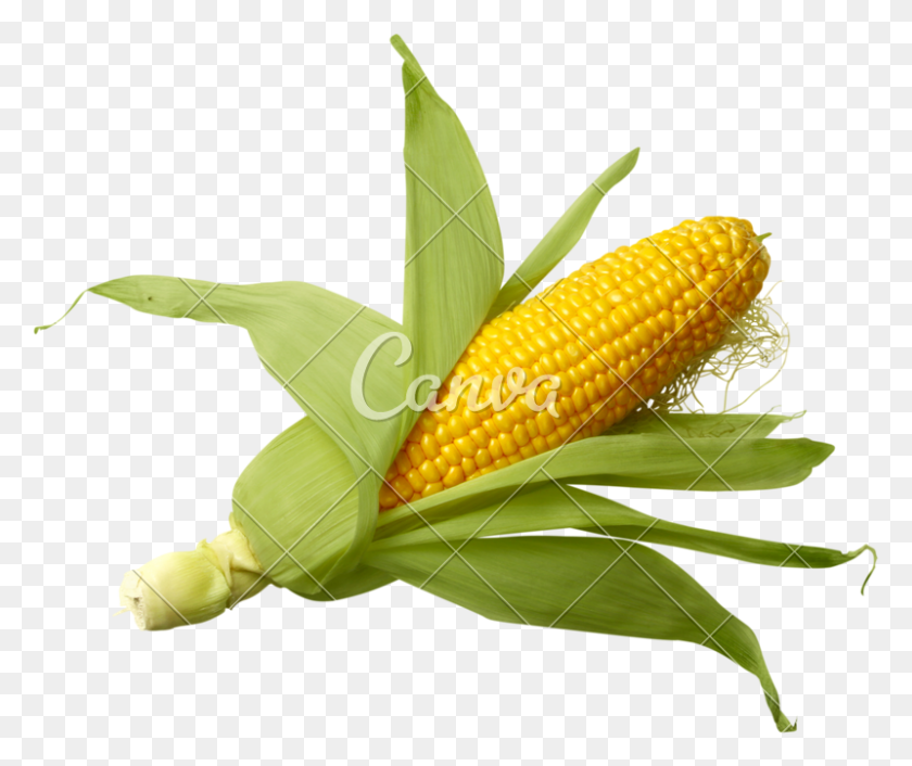 800x663 Shucked Ear Of Corn - Corn On The Cob PNG