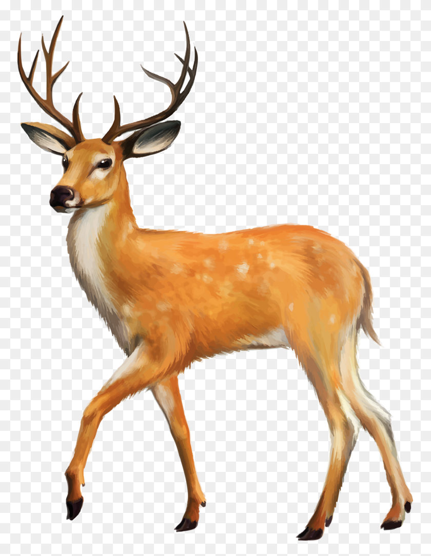 771x1024 Shutterstock Printables For Kids Clip Art - Woodland Deer Clipart