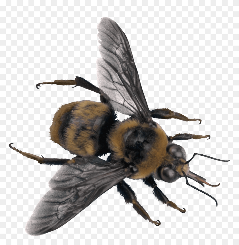 1258x1291 Sideview Bee Transparent Png - Bee PNG