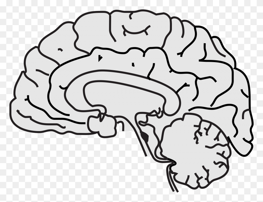 2400x1797 Простые Картинки Для Мозга - Картинки Для Мозга - Brain Gears Clipart