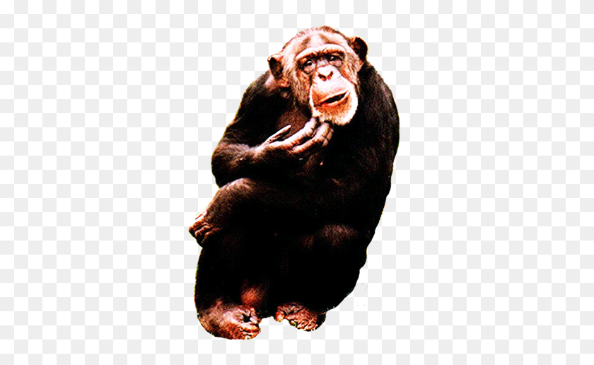 315x456 Простой Шимпанзе Клипарт Животных Картинки - Шимпанзе Клипарт