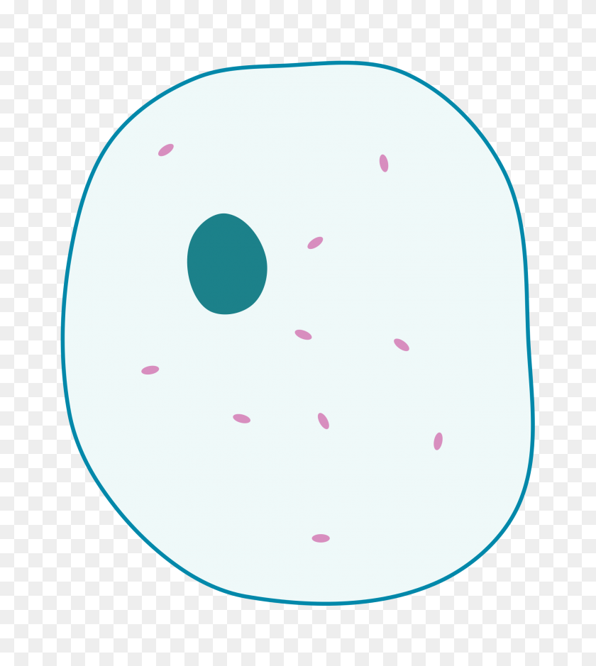 2000x2254 Simple Diagram Of Animal Cell - Cell PNG