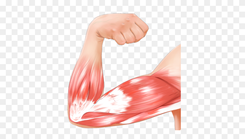 400x417 Simple Hacks To Sculpt Your Arm Muscles Manspread - Muscle Arm PNG