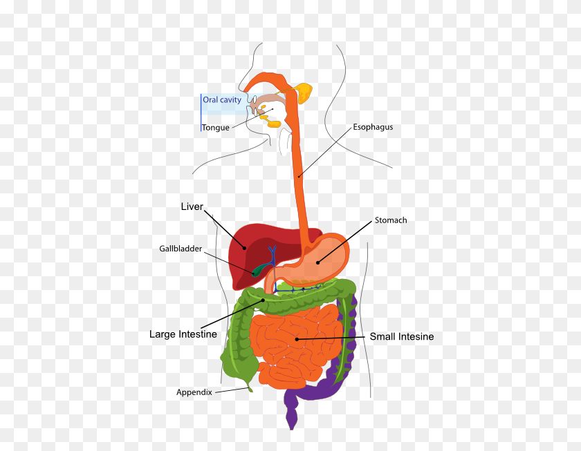 414x593 Clipart De Sistema Digestivo Simplificado - Imágenes Prediseñadas De Intestino Delgado
