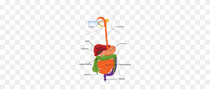 207x297 Simplified Digestive System Clip Art - Digestion Clipart